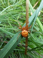 Araneus alsine