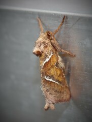 Triodia sylvina
