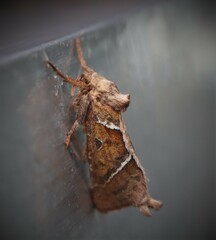 Triodia sylvina