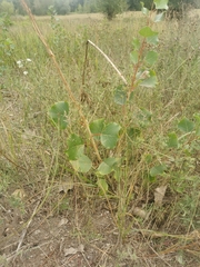 Populus