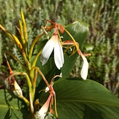 Hedychium spicatum