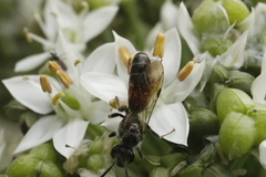 Sphecodogastra