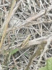 Pseudochorthippus parallelus