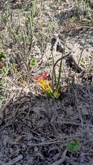 Babiana ringens australis