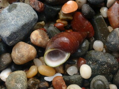 Phasianotrochus eximius