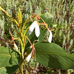 Hedychium spicatum