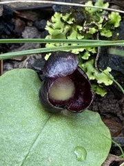 Corybas incurvus