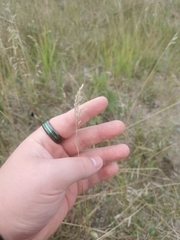 Poaceae
