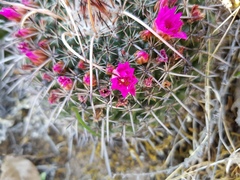 Mammillaria mystax