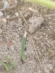Formicidae