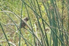 Emberiza schoeniclus