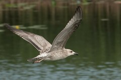Larus cachinnans