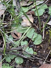 Corybas incurvus