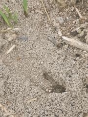 Formicidae