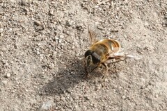 Eristalis tenax