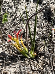 Babiana ringens australis