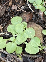 Pterostylis parviflora