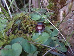 Corybas diemenicus