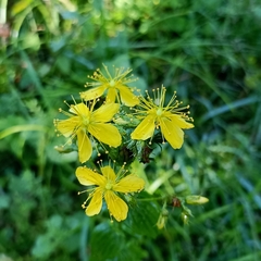 Hypericum elodeoides