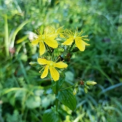 Hypericum elodeoides