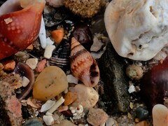 Pseudamycla dermestoidea