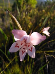 Gladiolus debilis