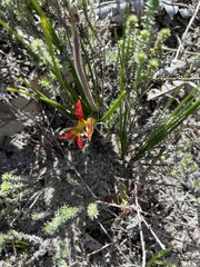 Babiana ringens australis