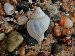 Coralliophila squamosissima