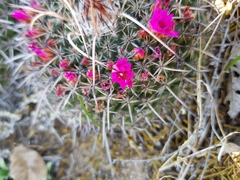 Mammillaria mystax