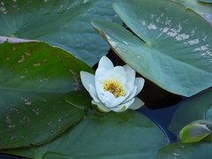 Nymphaea alba