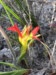 Babiana ringens australis