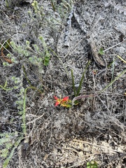 Babiana ringens australis