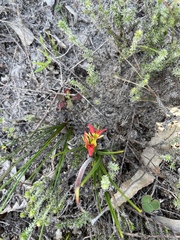 Babiana ringens australis