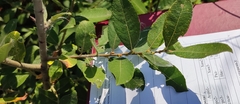Salix cinerea