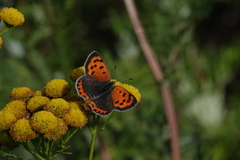 Lycaena phlaeas