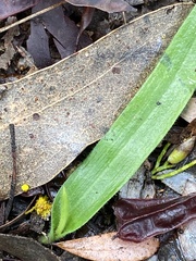 Glossodia major