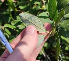 Salix cinerea