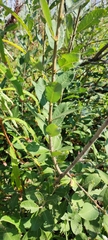 Salix cinerea