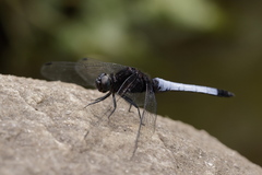 Orthetrum triangulare