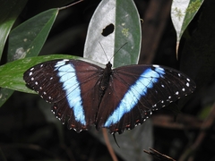 Morpho achilles