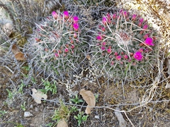 Mammillaria mystax