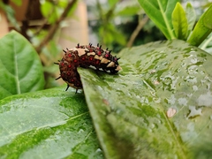 Papilio clytia