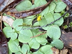 Pterostylis rubescens