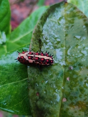 Papilio clytia