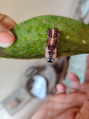 Papilio clytia