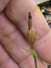 Pterostylis rubescens