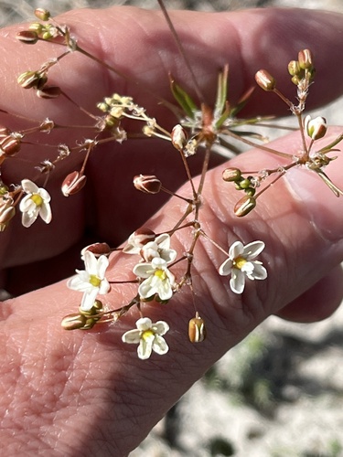 Pharnaceum elongatum (Pharnaceum elongatum)