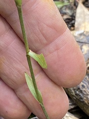 Pterostylis rubescens