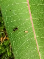 Lasius