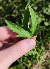 Filipendula stepposa